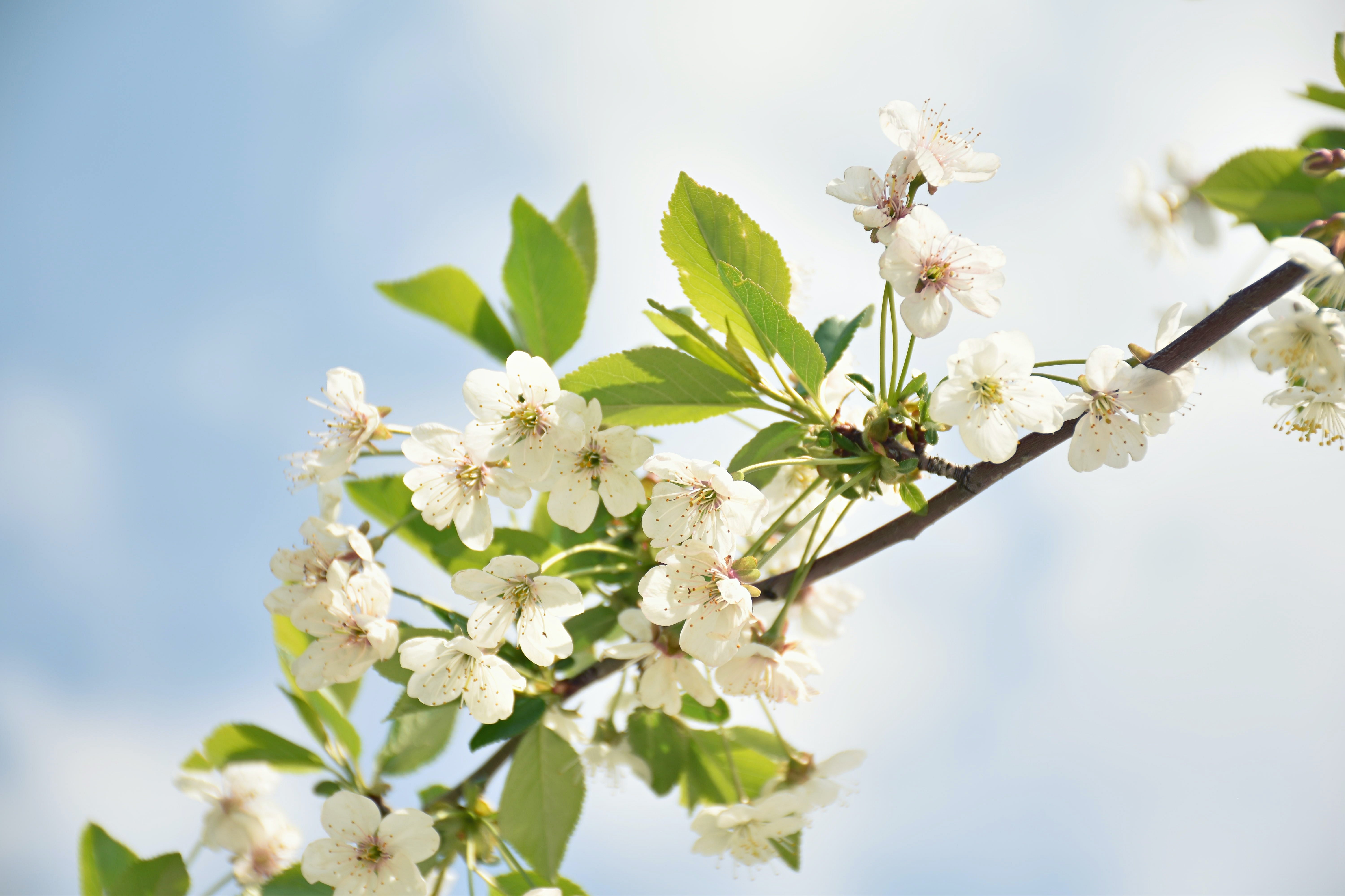 The legend of the flowering almond trees